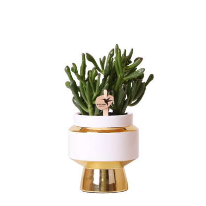 Kolibri Greens | Sukkulente Crassula Hobbit im Le Chic Übertopf Gold - Ø9 cm