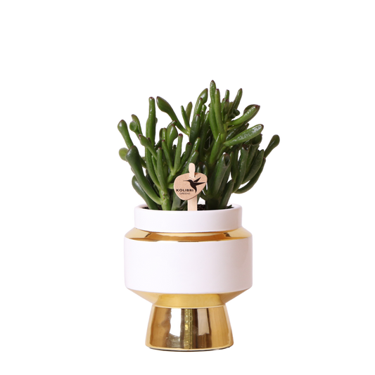 Kolibri Greens | Sukkulente Crassula Hobbit im Le Chic Übertopf Gold - Ø9 cm