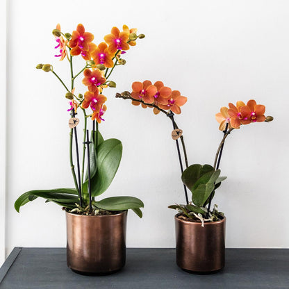 Kolibri Orchids | Orange duftende Phalaenopsis-Orchidee – Fragrance – Topfgröße Ø9 cm | Blühende Zimmerpflanze – Frisch vom Züchter