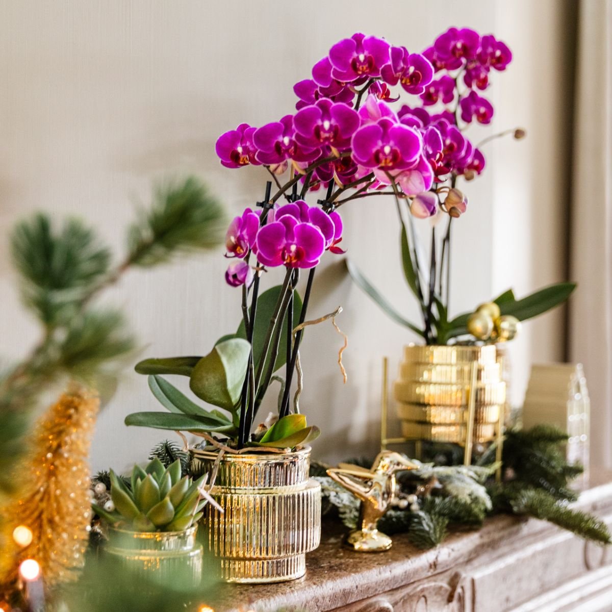 Kolibri Orchids | Geschenkset Allure Shiny Gold - Weiße Phalaenopsis Orchidee Mineral Amabilis & Sukkulente