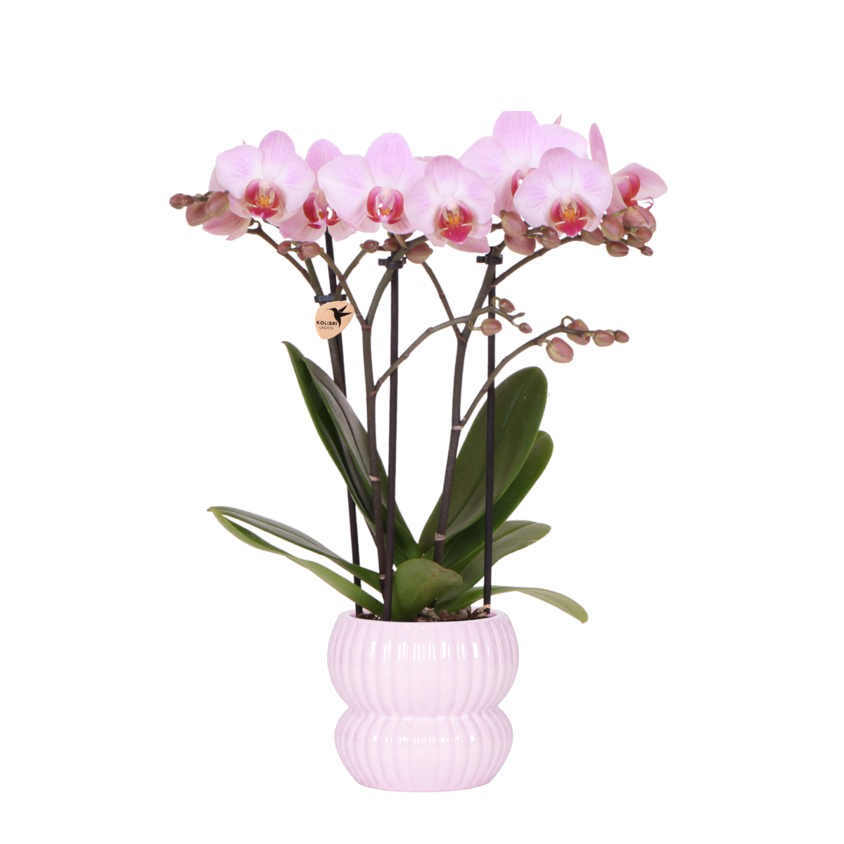 Kolibri Orchids | Rosa Phalaenopsis Orchidee - Mineral Antwerpen im Horizon Übertopf Hellrosa - Ø9 cm
