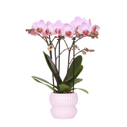 Kolibri Orchids | Rosa Phalaenopsis Orchidee - Mineral Antwerpen im Horizon Übertopf Hellrosa - Ø9 cm