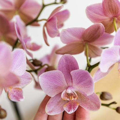 Kolibri Orchids | Altrosa Phalaenopsis Orchidee - Jewel Treviso - Topfgröße Ø12cm | blühende Zimmerpflanze - frisch vom Züchter