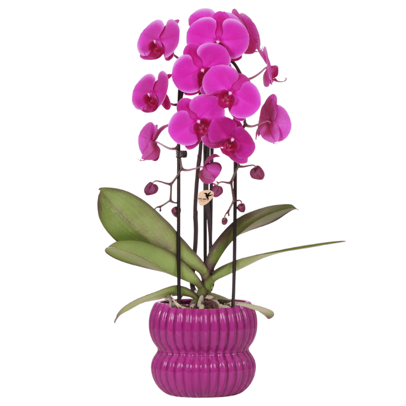 Kolibri Orchids | Violette Freeride Niagara Falls Orchidee + Horizon Übertopf lila – Topfgröße Ø12cm | blühende Zimmerpflanze – frisch vom Züchter