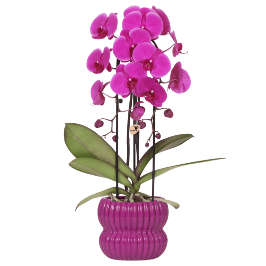 Kolibri Orchids | Violette Freeride Niagara Falls Orchidee + Horizon Übertopf lila – Topfgröße Ø12cm | blühende Zimmerpflanze – frisch vom Züchter