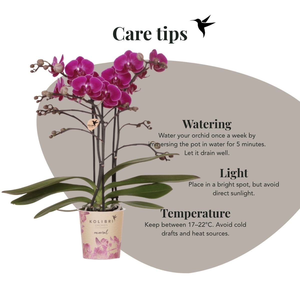 Kolibri Orchids | Pflanzenset Allure Shiny Bronze - Violette Phalaenopsis Orchidee Mineral Morelia, Sukkulente & Calathea Makoyana