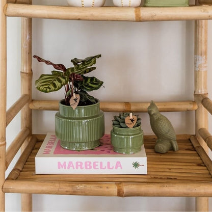Kolibri Greens | Grüne Pflanze - Calathea Makoyana - Grüne Zimmerpflanze - Frisch vom Züchter  - Ø9cm
