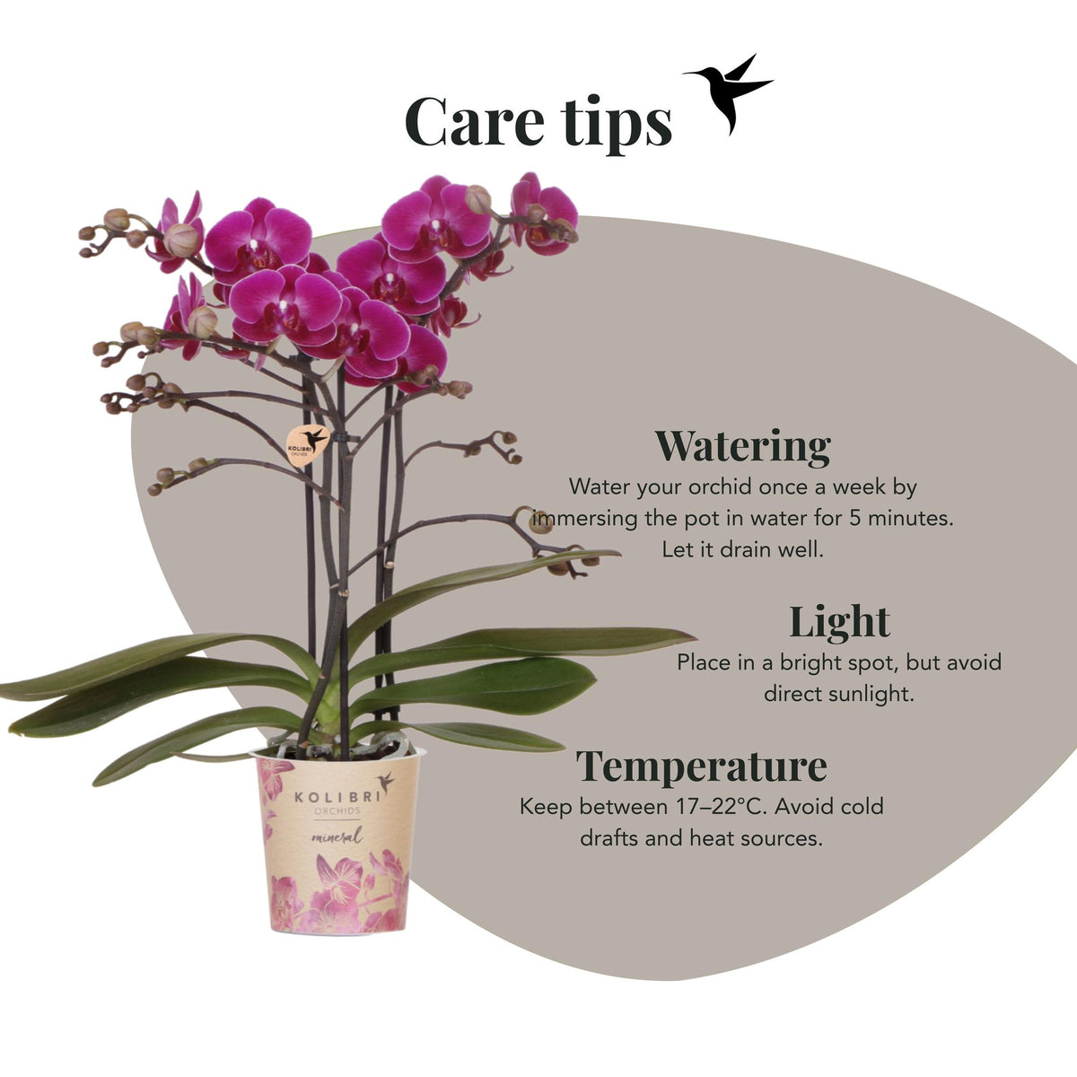 Kolibri Orchids | Lila Phalaenopsis Orchidee - Morelia - Topfgröße Ø9cm | blühende Zimmerpflanze - frisch vom Züchter