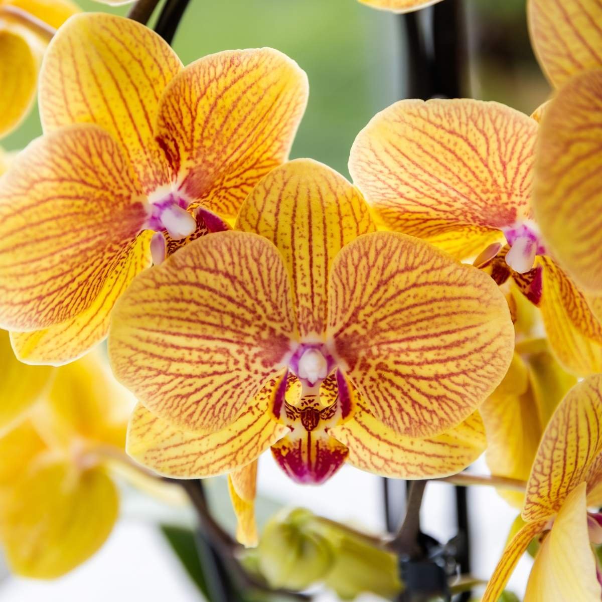 Kolibri Orchids | Kombi-Angebot - 4 Orange-Rosa Phalaenopsis Orchideen Niagara Fall Sunny Bunny - Ø12 cm