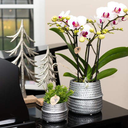 Kolibri Home | Groove Blumentopf - Goldener Keramik-Topf - Ø9cm