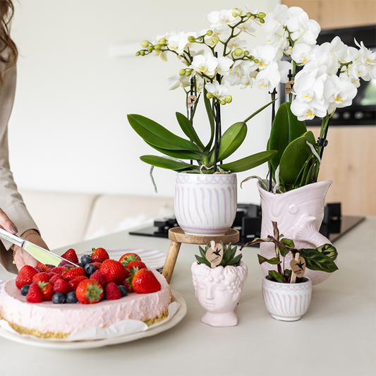 Geschenkset Granada Rosa | Grünpflanze mit rosa Phalaenopsis-Orchidee in Granada-Ziertöpfen auf einem rosa organischen Tablett