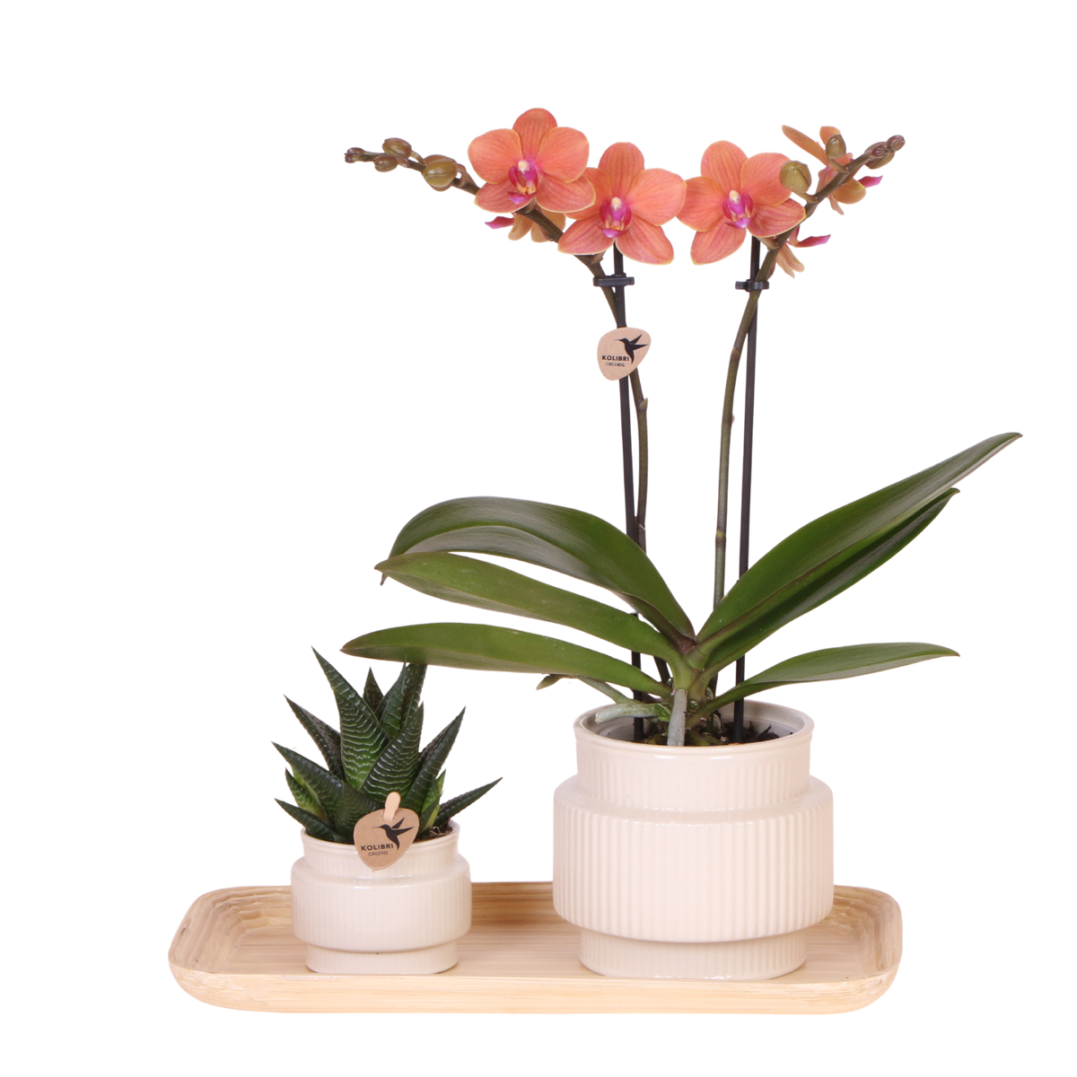 Kolibri Orchids | Geschenkset Allure Weiß - Orange Phalaenopsis Orchidee Mineral Bolzano & Sukkulente