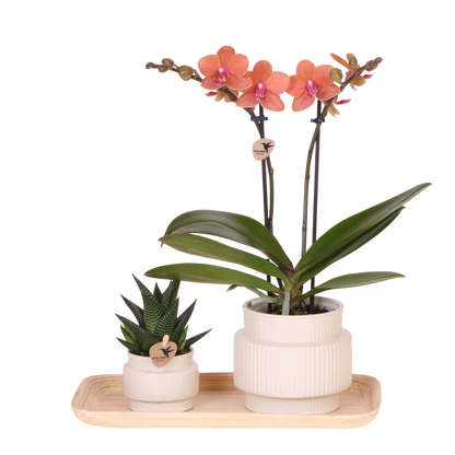 Kolibri Orchids | Geschenkset Allure Weiß - Orange Phalaenopsis Orchidee Mineral Bolzano & Sukkulente