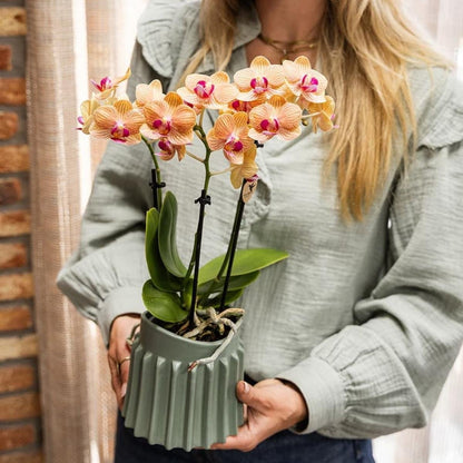 Kolibri Orchids | Kombi-Angebot - 2 Orange Phalaenopsis Orchideen Mineral Jamaica - Ø9 cm