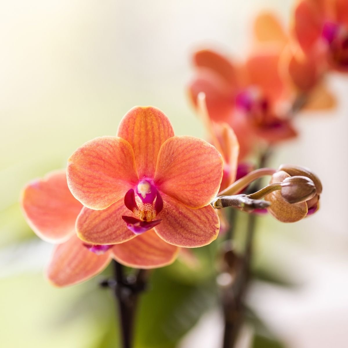 Kolibri Orchids | Geschenkset Allure Weiß - Orange Phalaenopsis Orchidee Mineral Bolzano & Sukkulente
