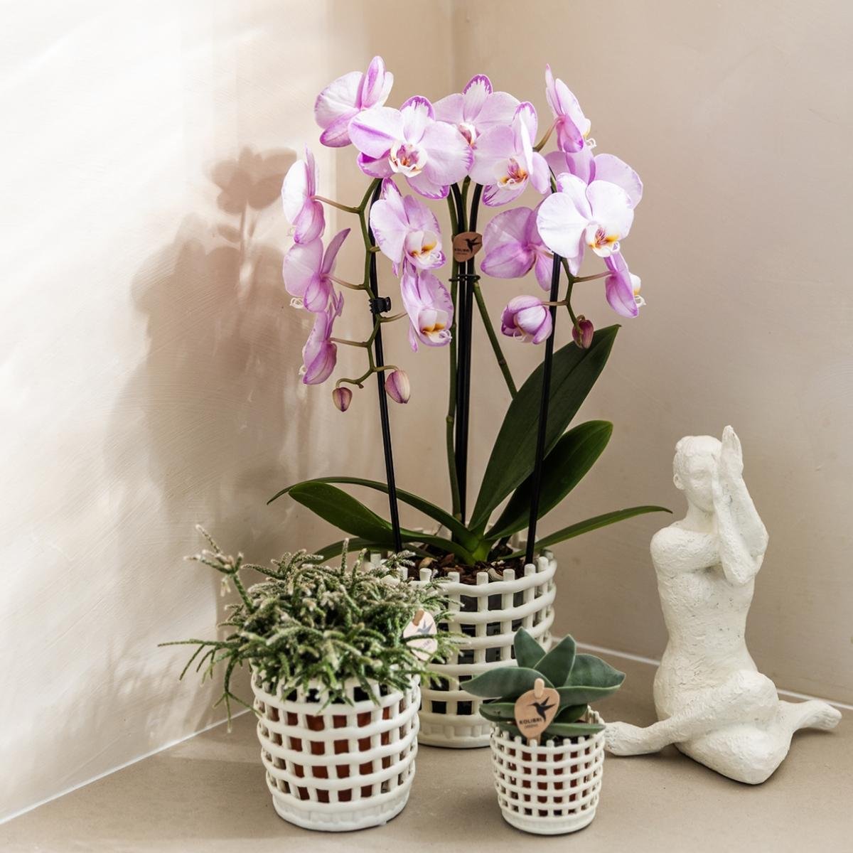 Kolibri Orchids | Kombi-Angebot - 2 Rosa Phalaenopsis Orchideen Niagara Fall Xanion - Ø12 cm