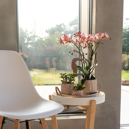 Kolibri Orchids | Altrosa Phalaenopsis Orchidee - Jewel Treviso - Topfgröße Ø12cm | blühende Zimmerpflanze - frisch vom Züchter