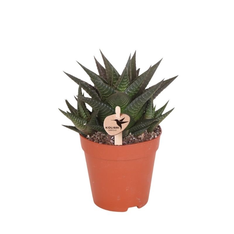 Kolibri Greens | Grünpflanze - Sukkulente Haworthia Limifolia - Grüne Zimmerpflanze - Frisch vom Züchter - Ø9cm
