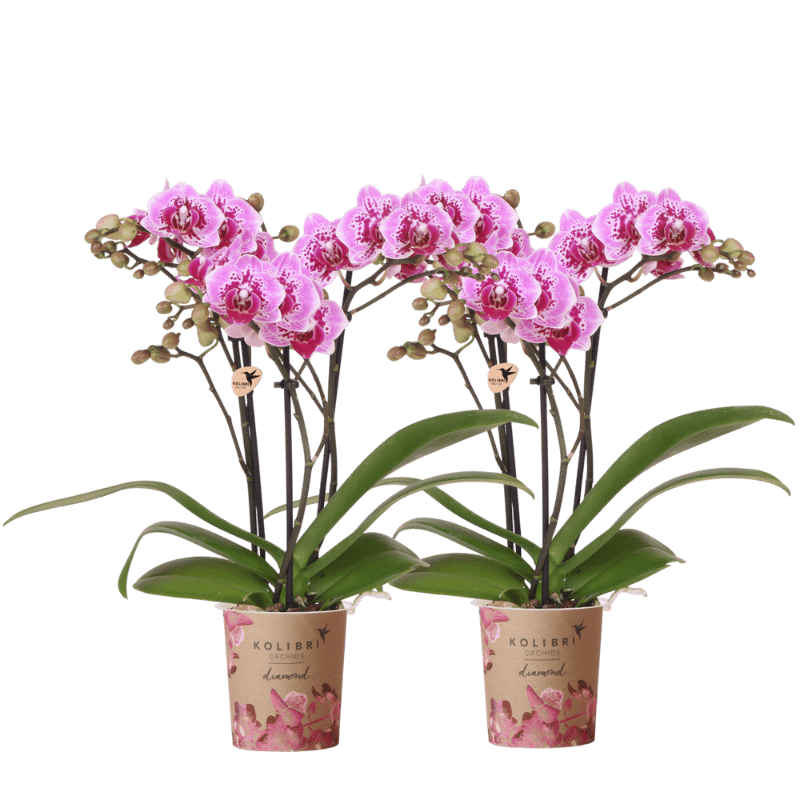 Kolibri Orchids | Kombi-Angebot - 2 Rosa-Violette Phalaenopsis Orchideen Diamond El Salvador - Ø9 cm