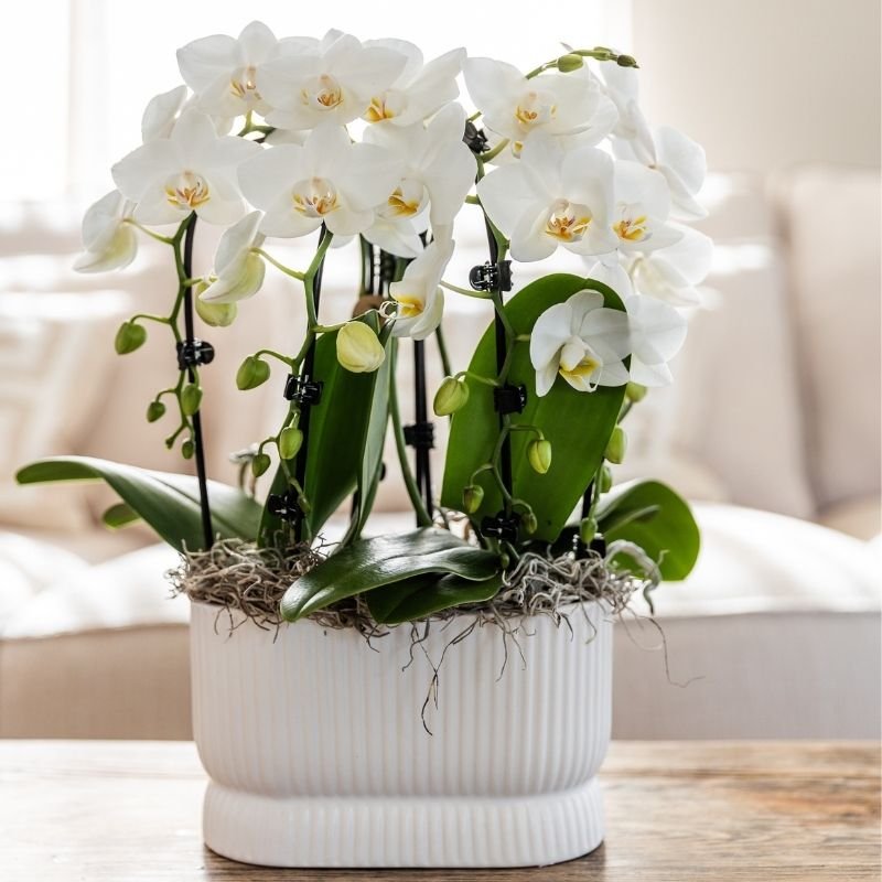 Kolibri Orchids | Weiße Phalaenopsis-Orchidee - Niagara Fall White - Blühende Zimmerpflanze - Frisch vom Züchter - Ø9cm