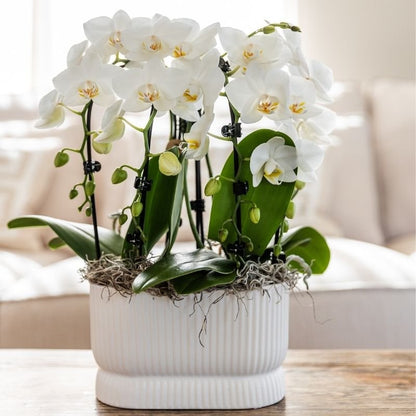 Kolibri Orchids | Weiße Phalaenopsis-Orchidee - Niagara Fall White - Blühende Zimmerpflanze - Frisch vom Züchter - Ø9cm
