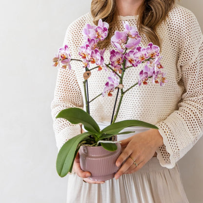 Kolibri Orchids | Geschenkset Allure Lila - Rosa-Violette Phalaenopsis Orchidee Mineral Frederikstad & Sukkulente
