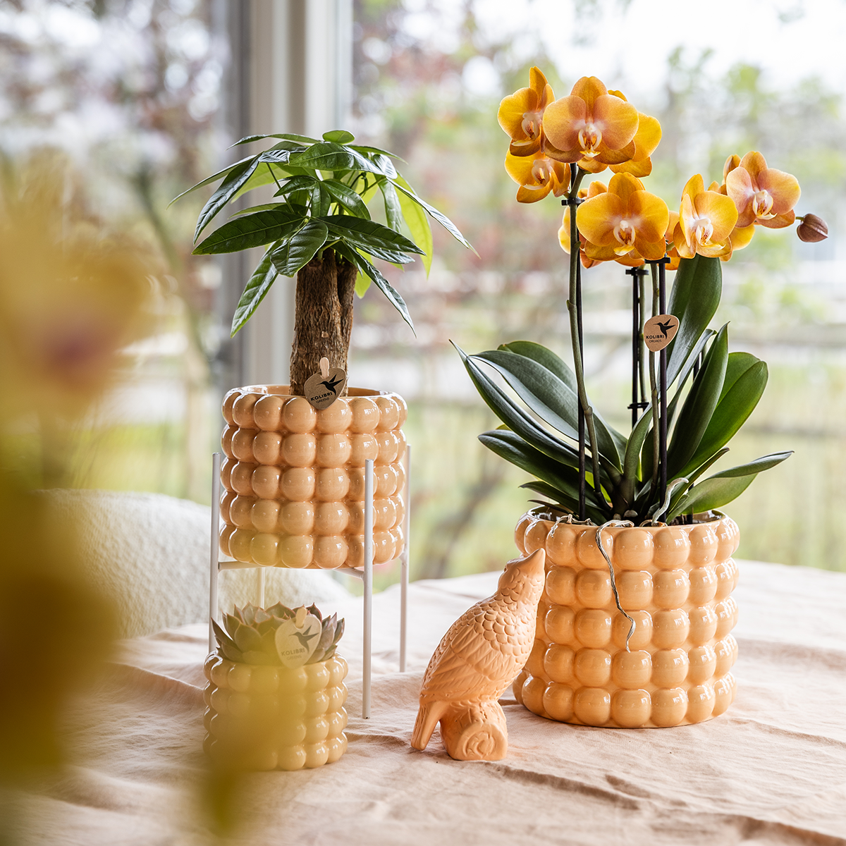 Kolibri Orchids | Niagara Falls Orchidee Sunny Bunny mit Poppy-Übertopf peach – Topfgröße Ø12 cm – frisch vom Züchter