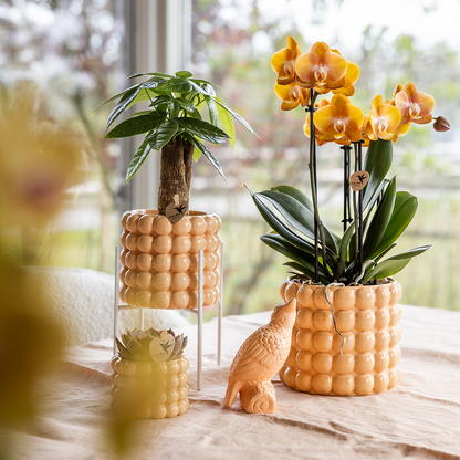 Kolibri Orchids | Niagara Falls Orchidee Sunny Bunny mit Poppy-Übertopf peach – Topfgröße Ø12 cm – frisch vom Züchter