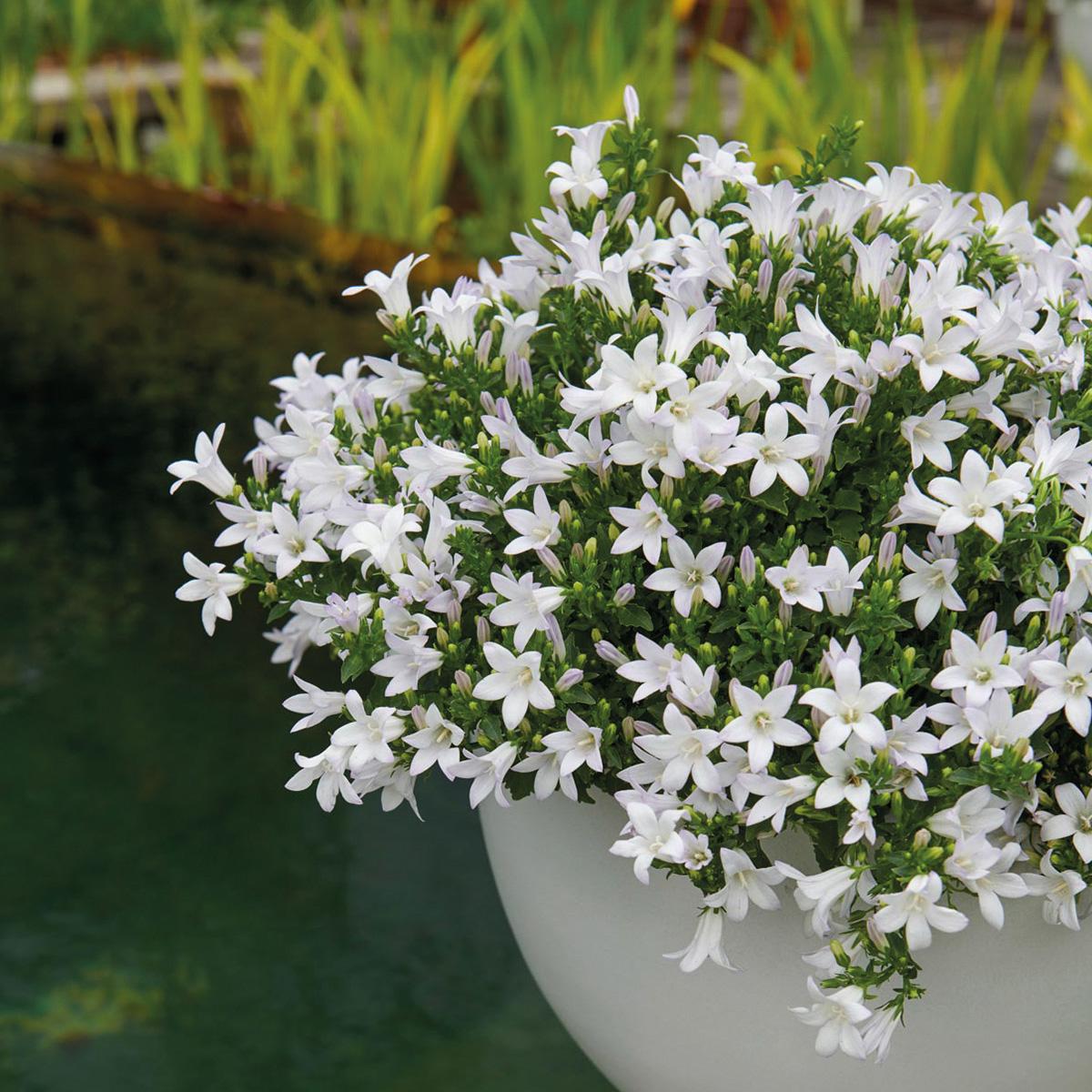 Campanula Addenda Ambella weiß - Baumwollschale mit Campanula mit Bewässerungssystem - 3 Stück - Glockenblume weiß - Topfgröße 12cm - indoor & outdoor