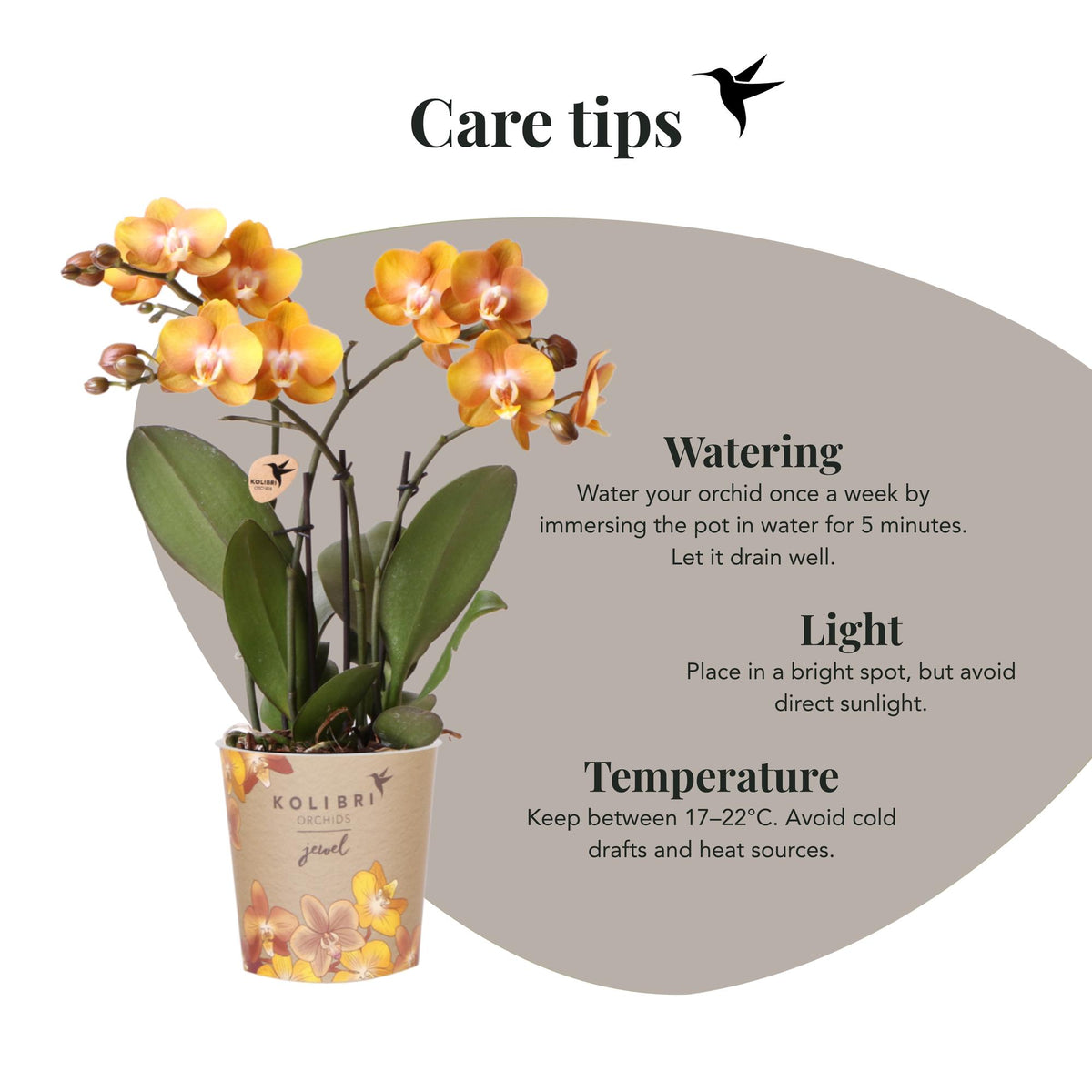 Kolibri Orchideen | Orange-goldene Phalaenopsis-Orchidee - Jewel Las Vegas - Topfgröße Ø12cm | blühende Topfpflanze - frisch vom Züchter