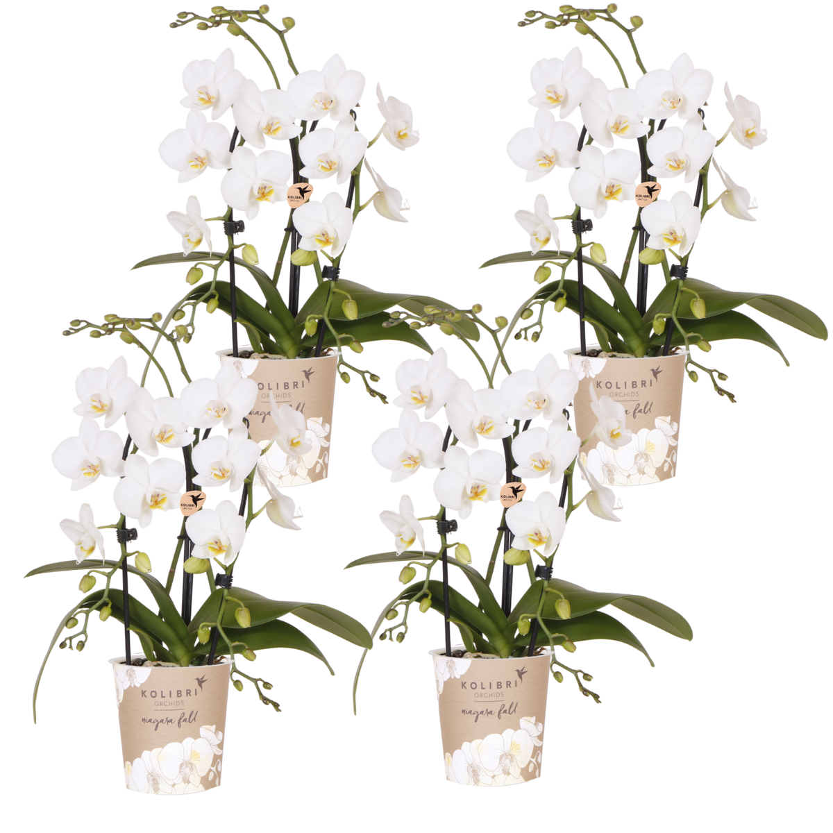 Kolibri Orchids | Kombi-Angebot - 4 Weiße Phalaenopsis Orchideen Niagara Fall White - Ø9 cm