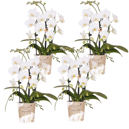 Kolibri Orchids | Kombi-Angebot - 4 Weiße Phalaenopsis Orchideen Niagara Fall White - Ø9 cm