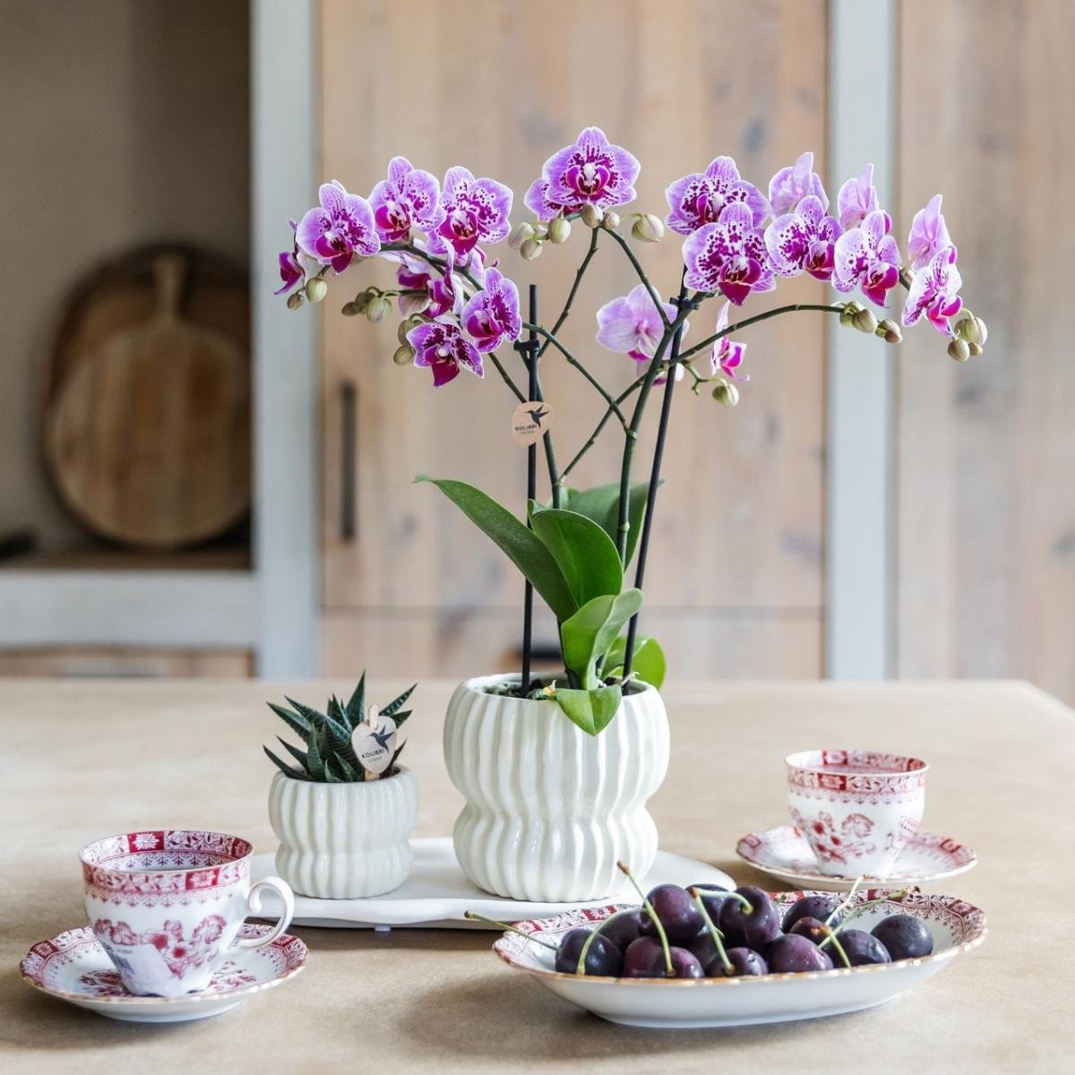 Kolibri Orchids | Kombi-Angebot - 2 Rosa-Violette Phalaenopsis Orchideen Diamond El Salvador - Ø9 cm