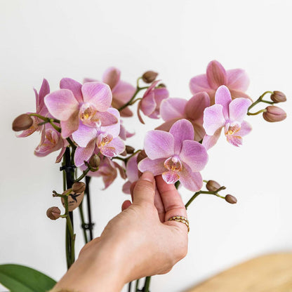 Kolibri Orchids | Altrosa Phalaenopsis Orchidee - Jewel Treviso - Topfgröße Ø12cm | blühende Zimmerpflanze - frisch vom Züchter