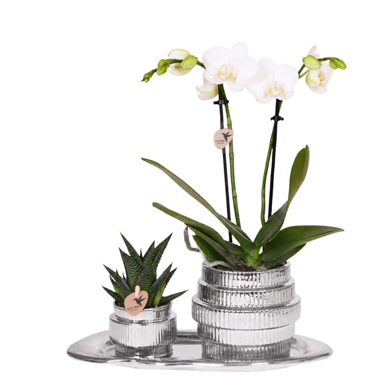 Kolibri Orchids | Geschenkset Allure Shiny Silber - Weiße Phalaenopsis Orchidee Mineral Amabilis & Sukkulente