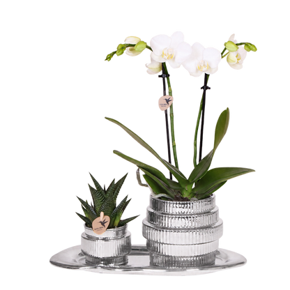 Kolibri Orchids | Geschenkset Allure Shiny Silber - Weiße Phalaenopsis Orchidee Mineral Amabilis & Sukkulente