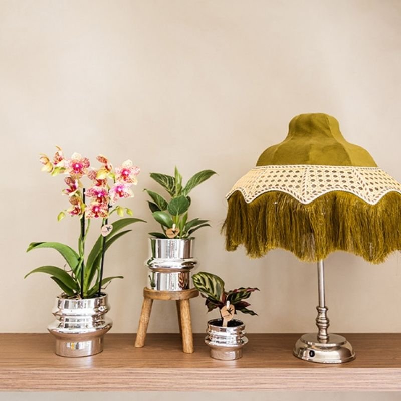 Kolibri Greens | Grünpflanze - Philodendron White Measure - Grüne Zimmerpflanze - Frisch vom Züchter - Ø9cm