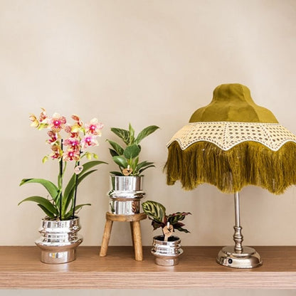 Kolibri Greens | Grünpflanze - Philodendron White Measure - Grüne Zimmerpflanze - Frisch vom Züchter - Ø9cm
