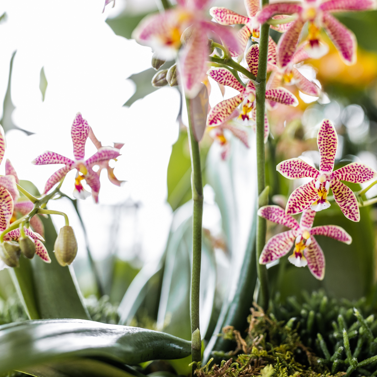 Kolibri Orchideen | orangefarbene Phalaenopsis-Orchidee – Spider – Topfgröße Ø9 cm | blühende Zimmerpflanze – frisch vom Züchter