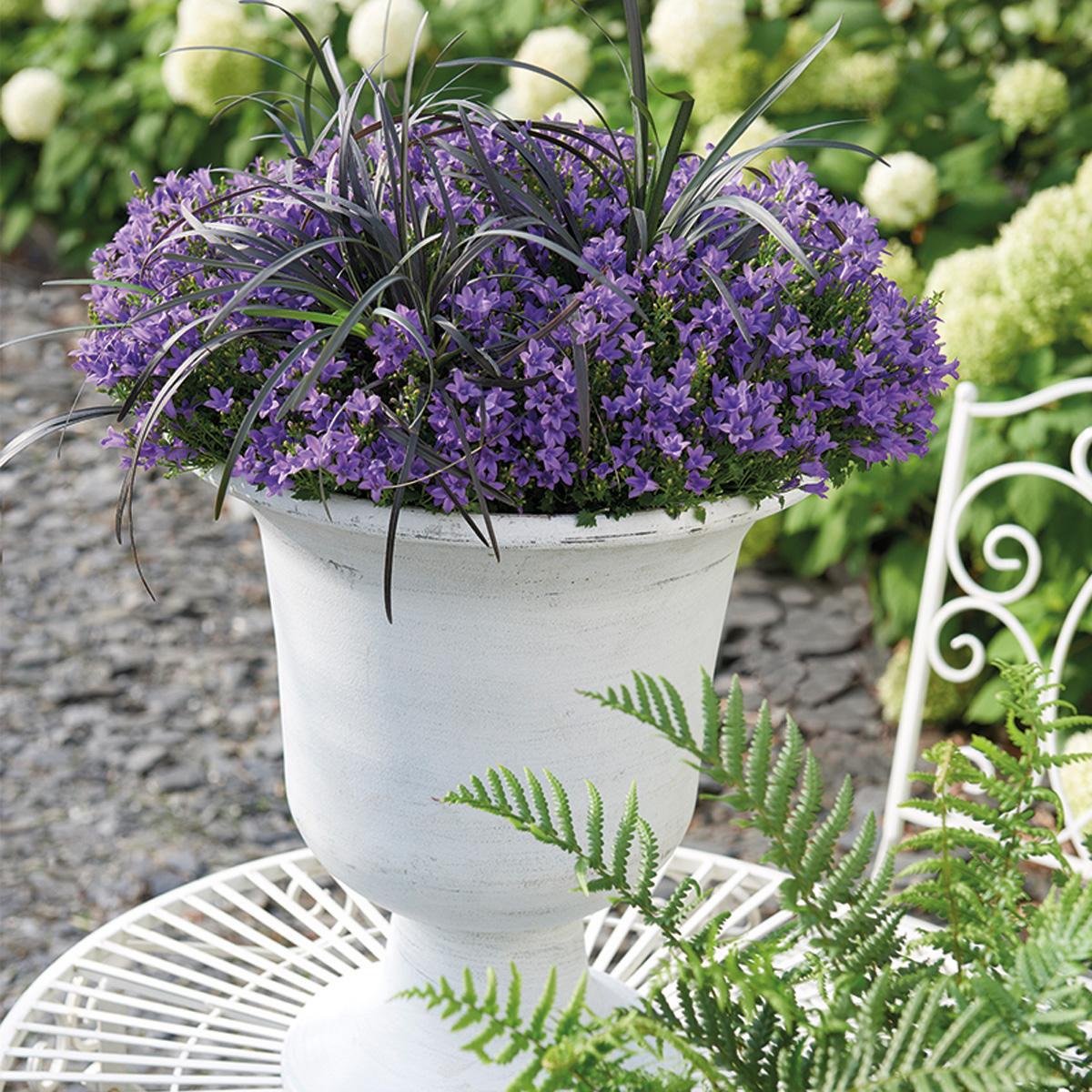 Campanula Addenda - Glockenblume lila Topfgröße 12cm - 1m2 Bodendecker - 12 Stück - Ambella lila - Gartenpflanzen - winterhart