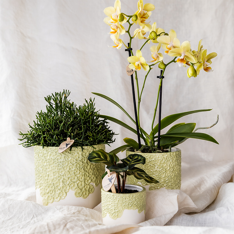Kombi‑Deal | Bloom Grün Übertopf‑Set
