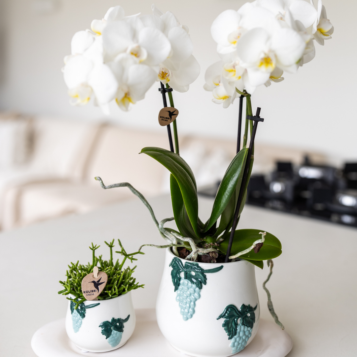 Kolibri Orchids | weiße Phalaenopsis-Orchidee - Amabilis - Topfgröße Ø9cm | blühende Zimmerpflanze - frisch vom Züchter