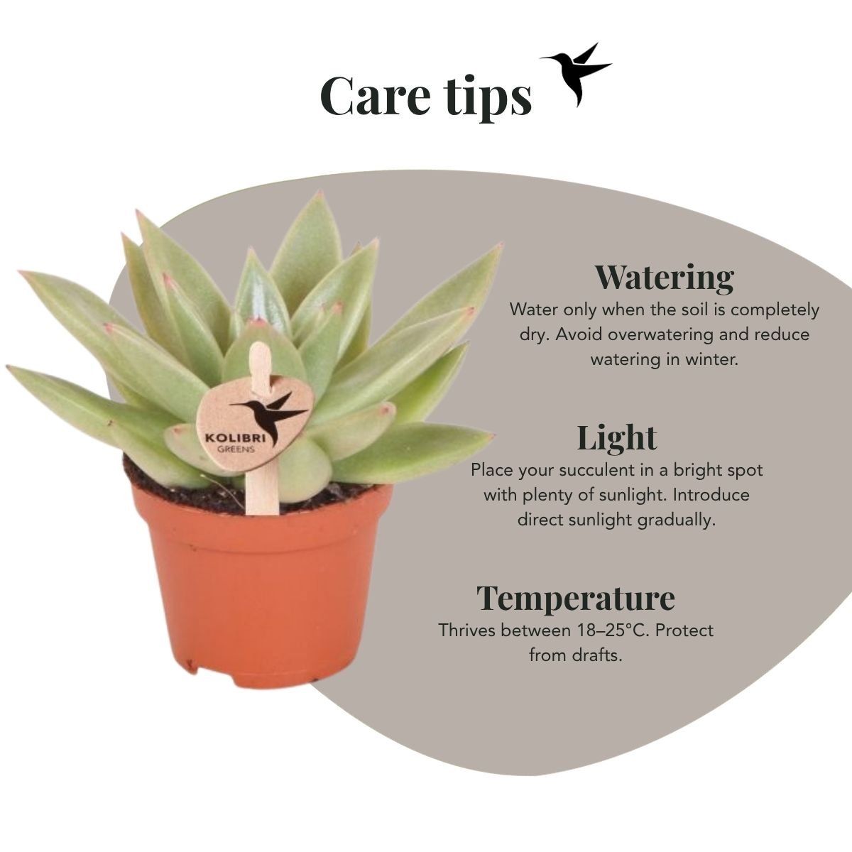 Kolibri Greens | Grünpflanze - Sukkulente Echeveria Miranda - grüne Zimmerpflanze - frisch aus der Gärtnerei - Ø6cm