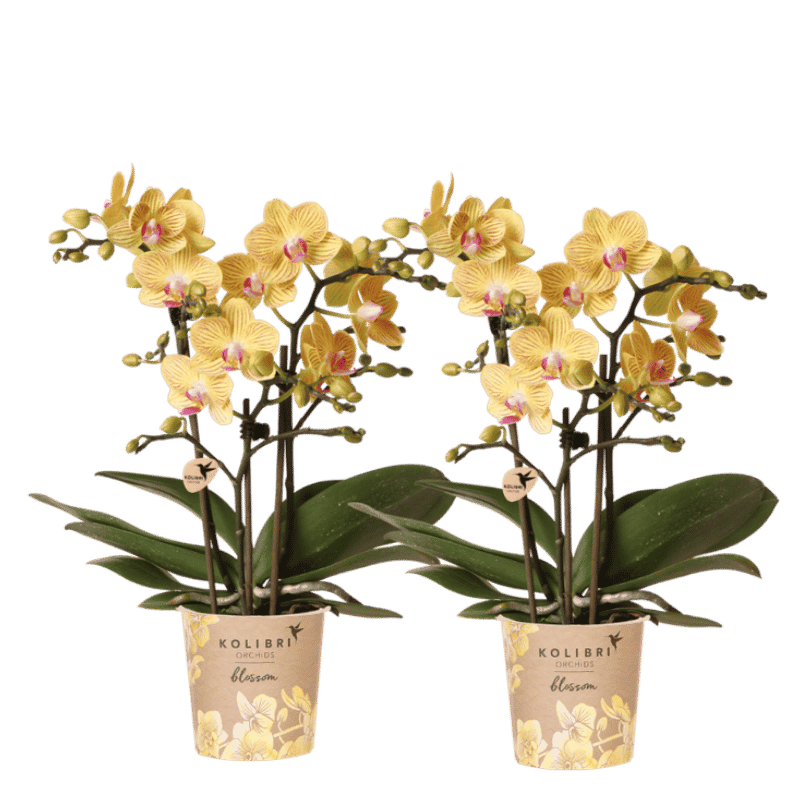 Kolibri Orchids | Kombi-Angebot - 2 Gelbe Phalaenopsis Orchideen Blossom Lima - Ø9 cm