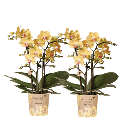 Kolibri Orchids | Kombi-Angebot - 2 Gelbe Phalaenopsis Orchideen Blossom Lima - Ø9 cm