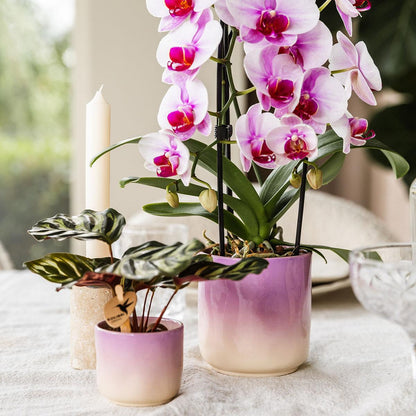 Kolibri Home | Gradience Übertopf - Violett - Ø9cm