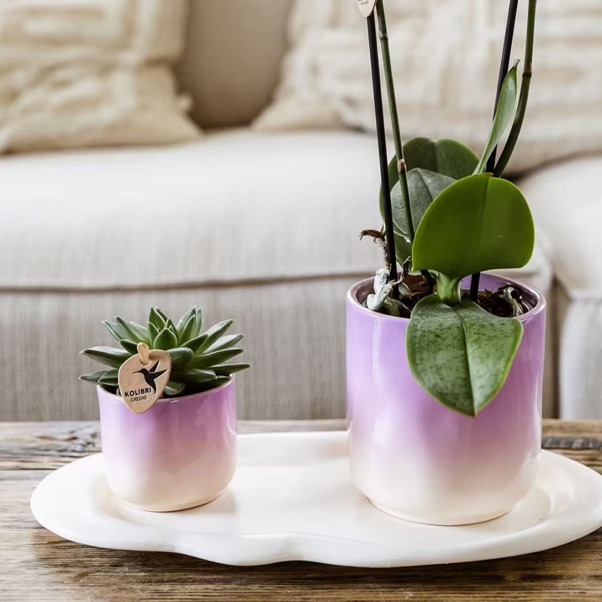 Kolibri Greens | Pflanzenset Gradience Gemischt - 3 Sukkulenten & 1 Stapelia Leendertziae