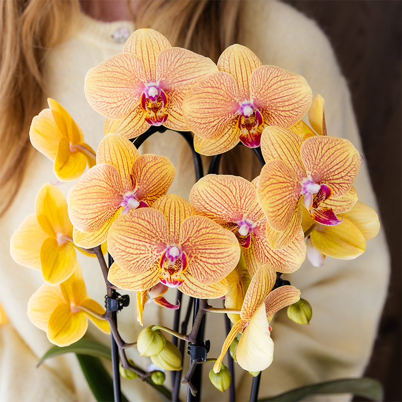 Kolibri Orchids | Niagara Falls Orchidee Sunny Bunny mit Poppy-Übertopf peach – Topfgröße Ø12 cm – frisch vom Züchter