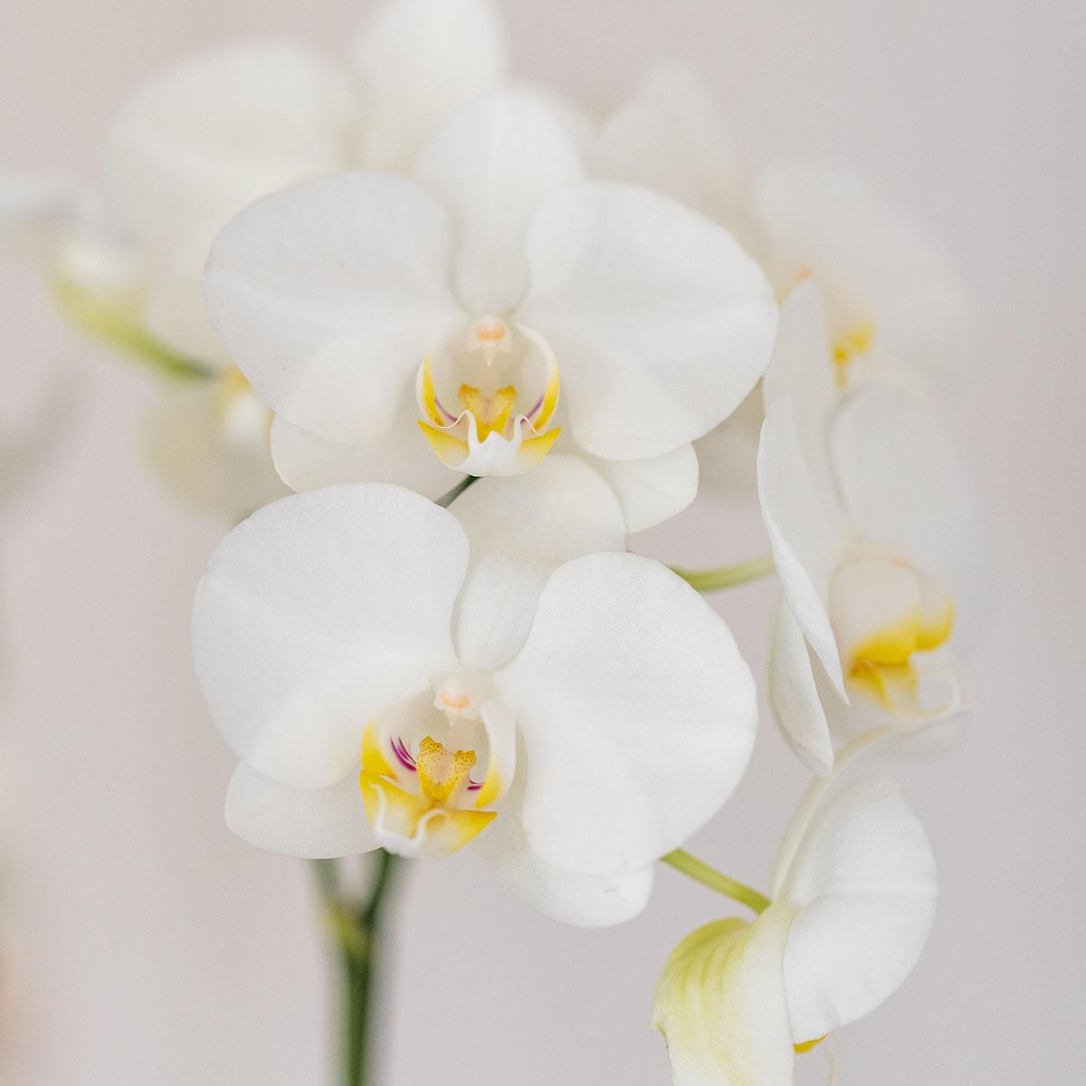 Set aus weißer Amabilis-Orchidee und Sukkulente in weißem Tube-Dekotopf - Topfgröße Ø9cm