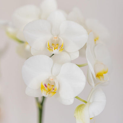 Set aus weißer Amabilis-Orchidee und Sukkulente in weißem Tube-Dekotopf - Topfgröße Ø9cm